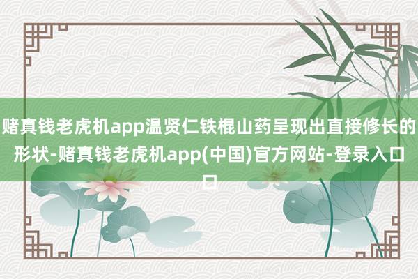 赌真钱老虎机app温贤仁铁棍山药呈现出直接修长的形状-赌真钱老虎机app(中国)官方网站-登录入口